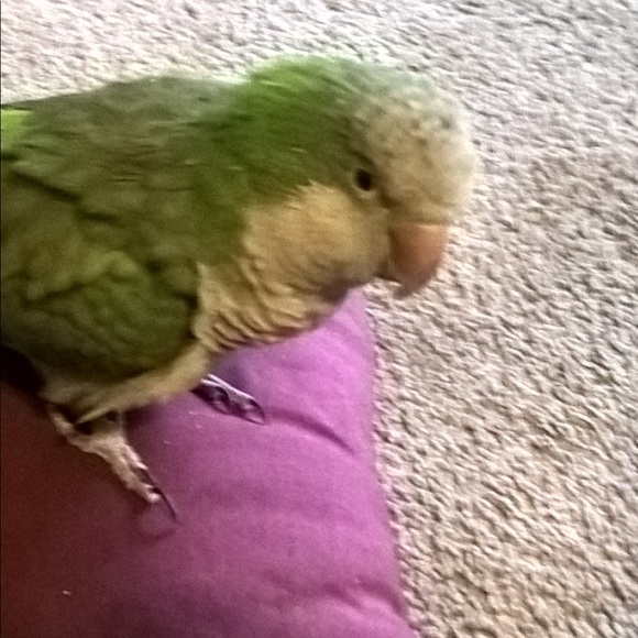 Meet your Posher, Diego - Picture 3 of 3